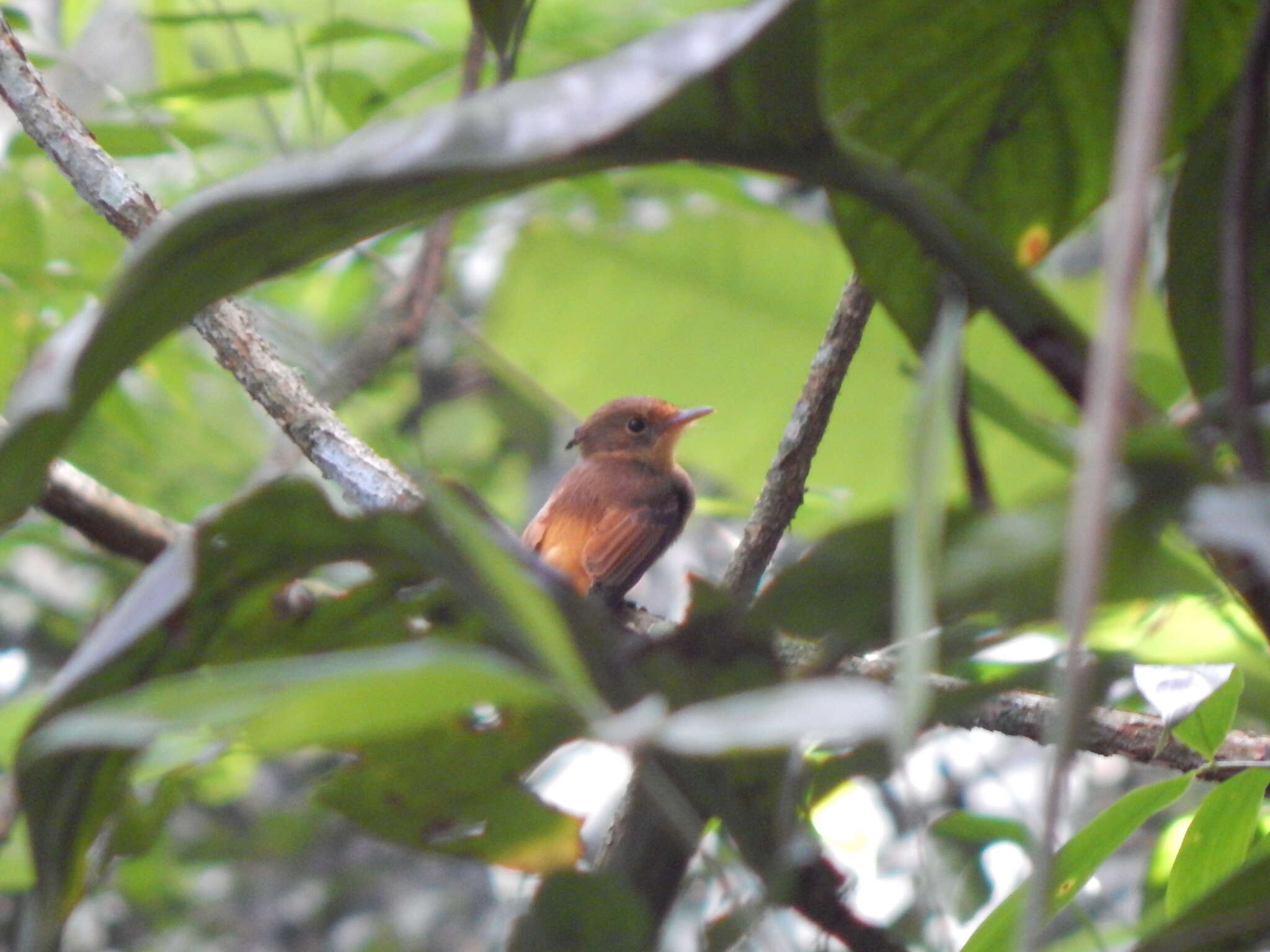 Sivun <i>Onychorhynchus coronatus swainsoni</i> kuva