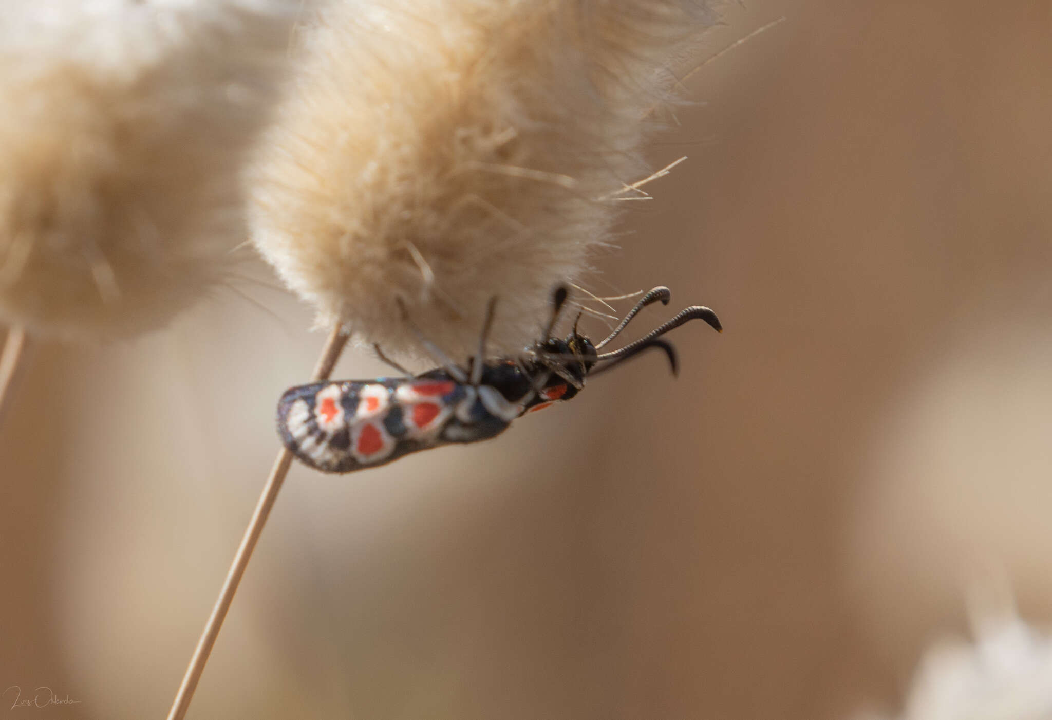 Plancia ëd Zygaena occitanica Villers 1789