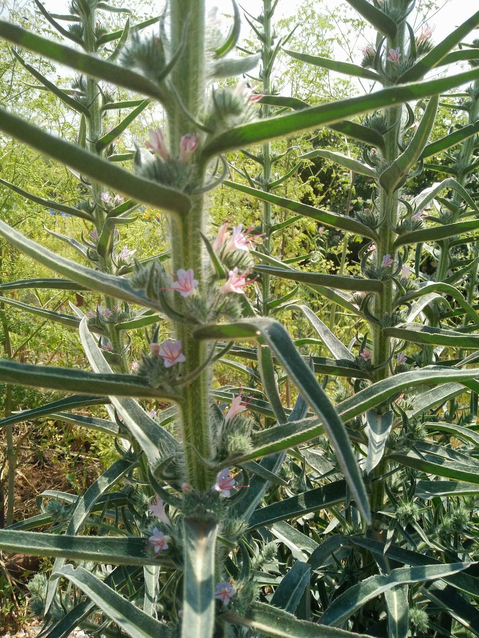 Echium glomeratum Poir.的圖片