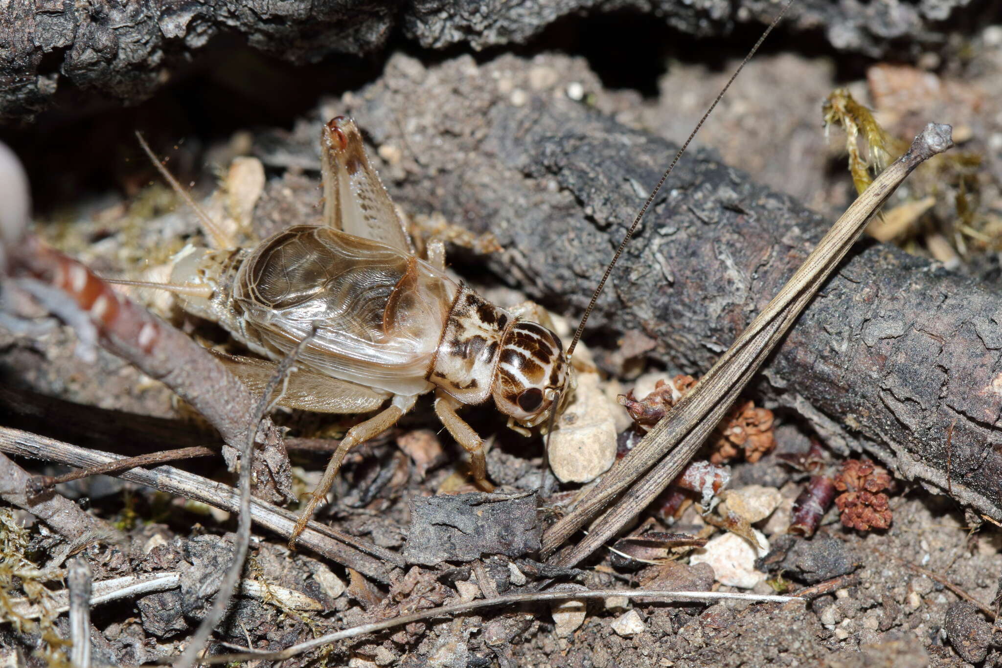 صورة Eugryllodes pipiens (Dufour 1820)