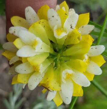 Image of Eulophia leontoglossa Rchb. fil.