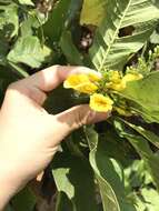 Image of chestnutleaf trumpetbush