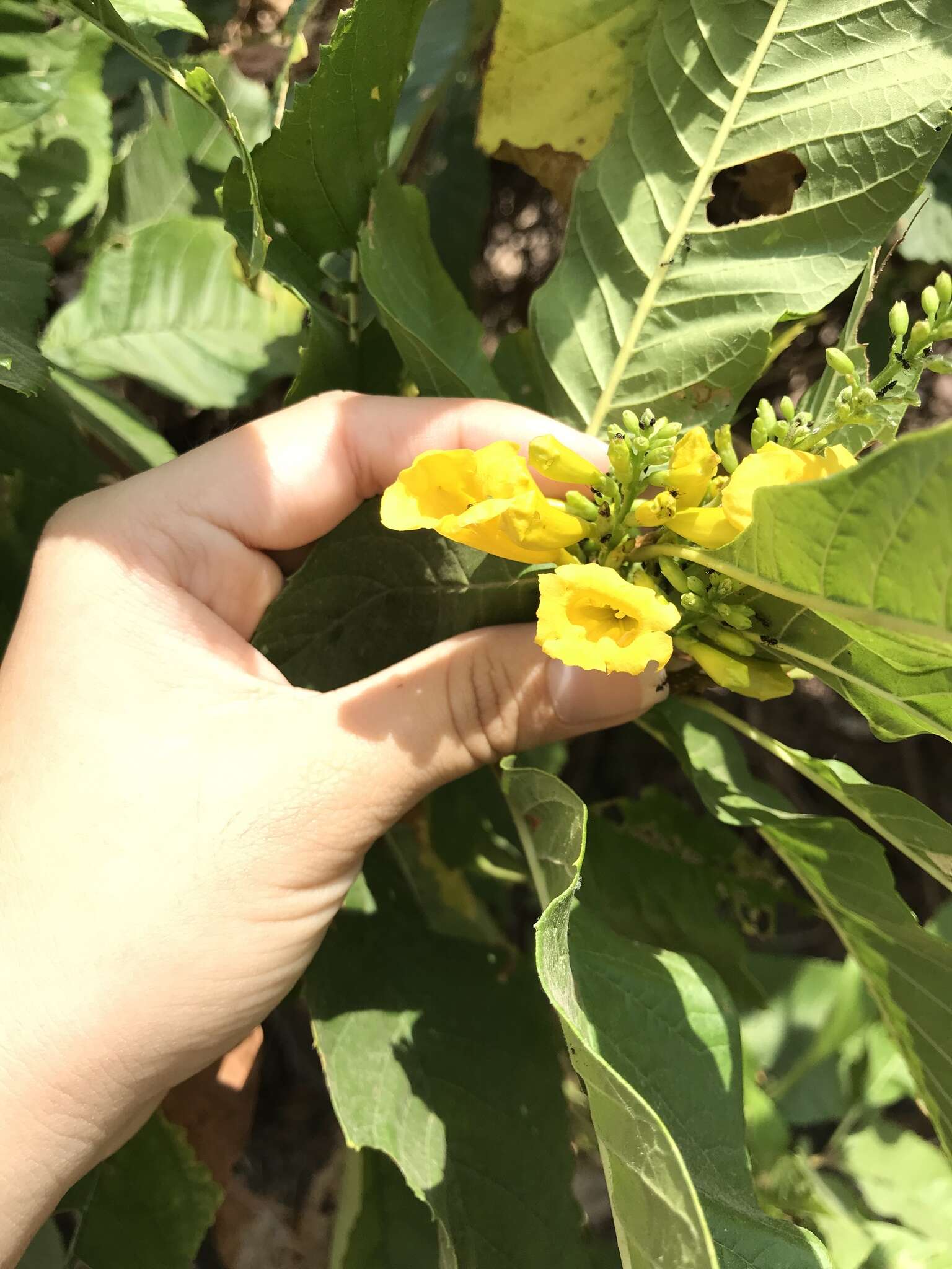 Image of chestnutleaf trumpetbush