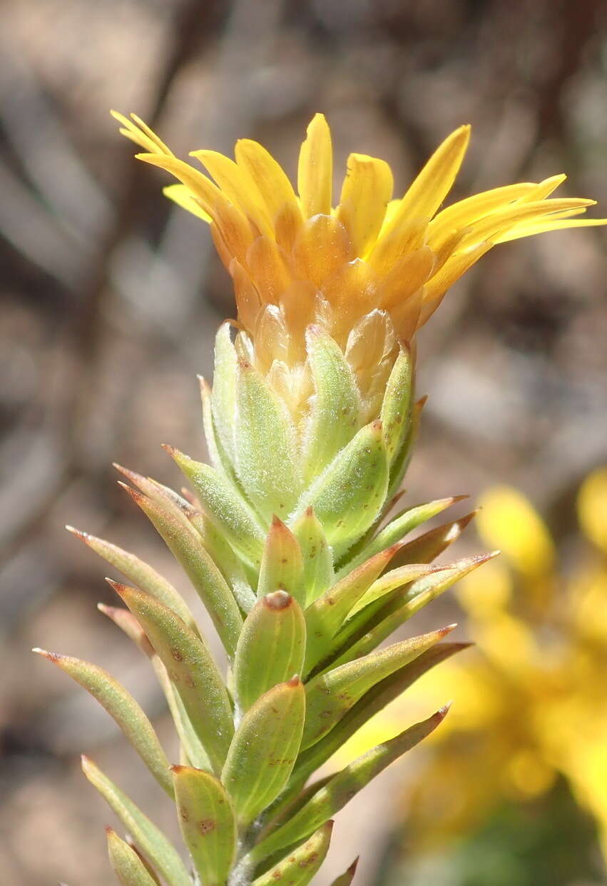 Image of Oedera calycina (L. fil.) N. G. Bergh