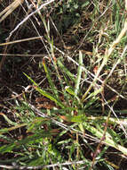 Imagem de Oenothera stricta subsp. stricta