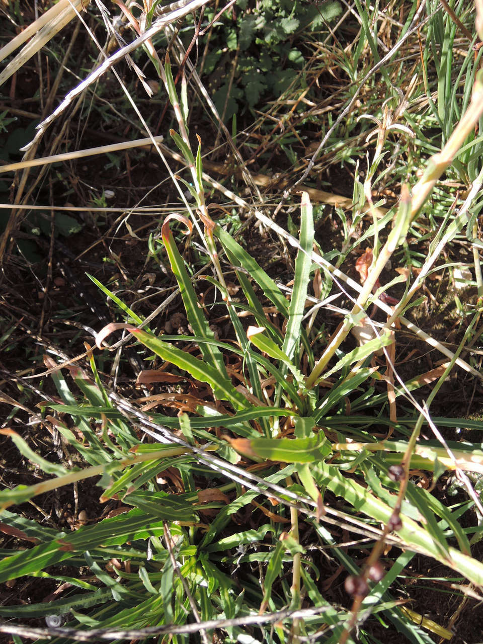 Sivun Oenothera stricta subsp. stricta kuva