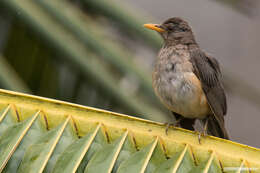 Image of African Thrush