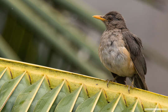 Imagem de Turdus pelios Bonaparte 1850