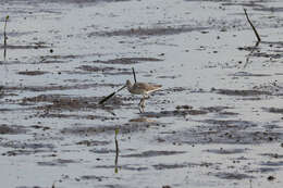 Image of Nordmann's Greenshank