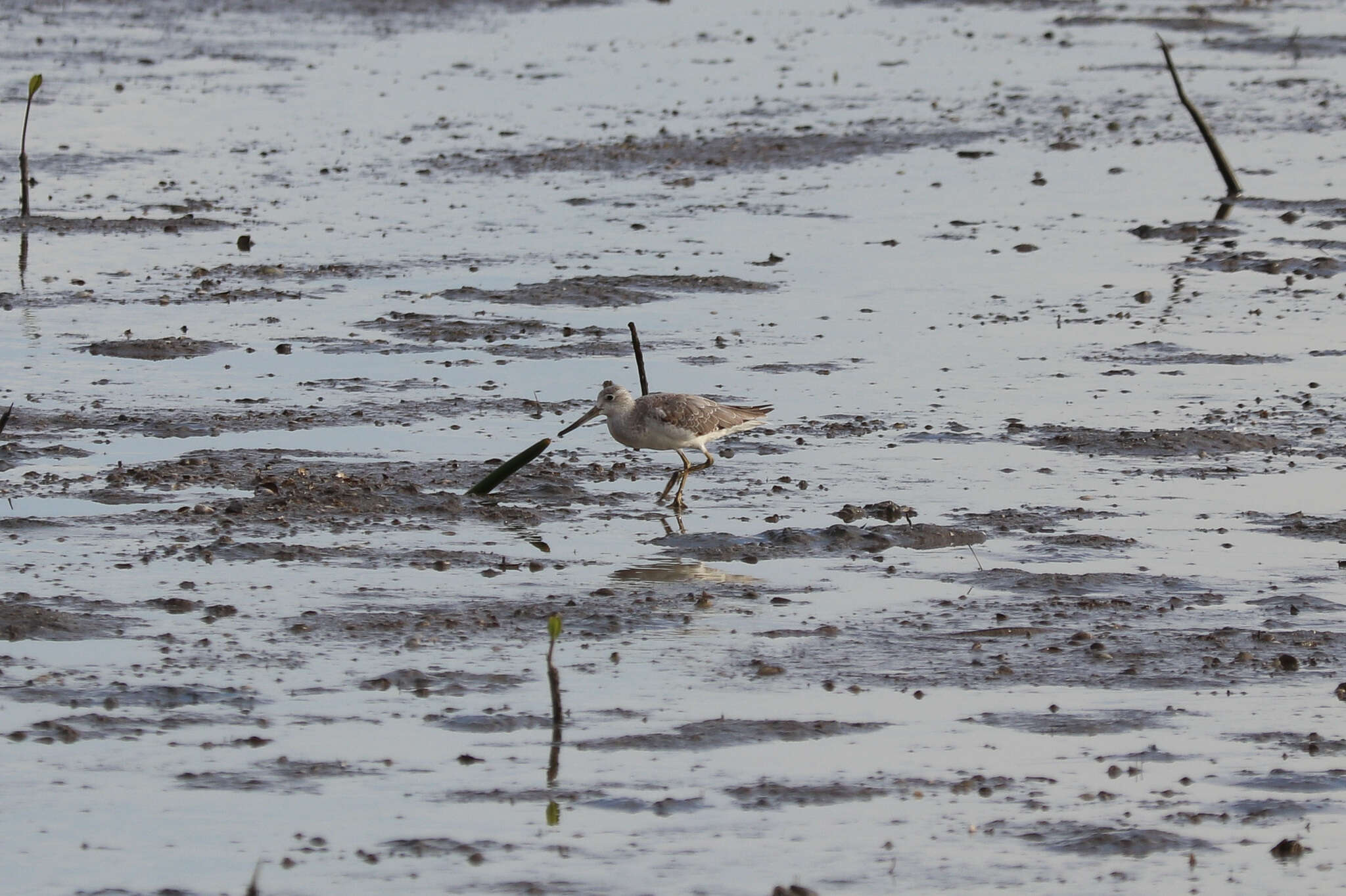 Image of Nordmann's Greenshank