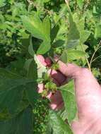 Image de Crataegus maximowiczii C. K. Schneid.