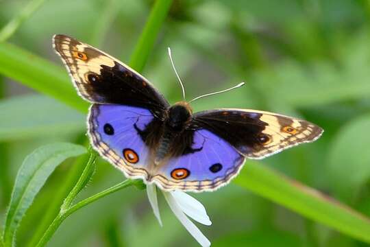 Image de Junonia orithya wallacei Distant 1883