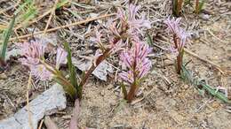 Image of Lachenalia corymbosa (L.) J. C. Manning & Goldblatt