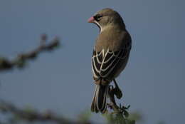 Image de Sporopipes Cabanis 1847