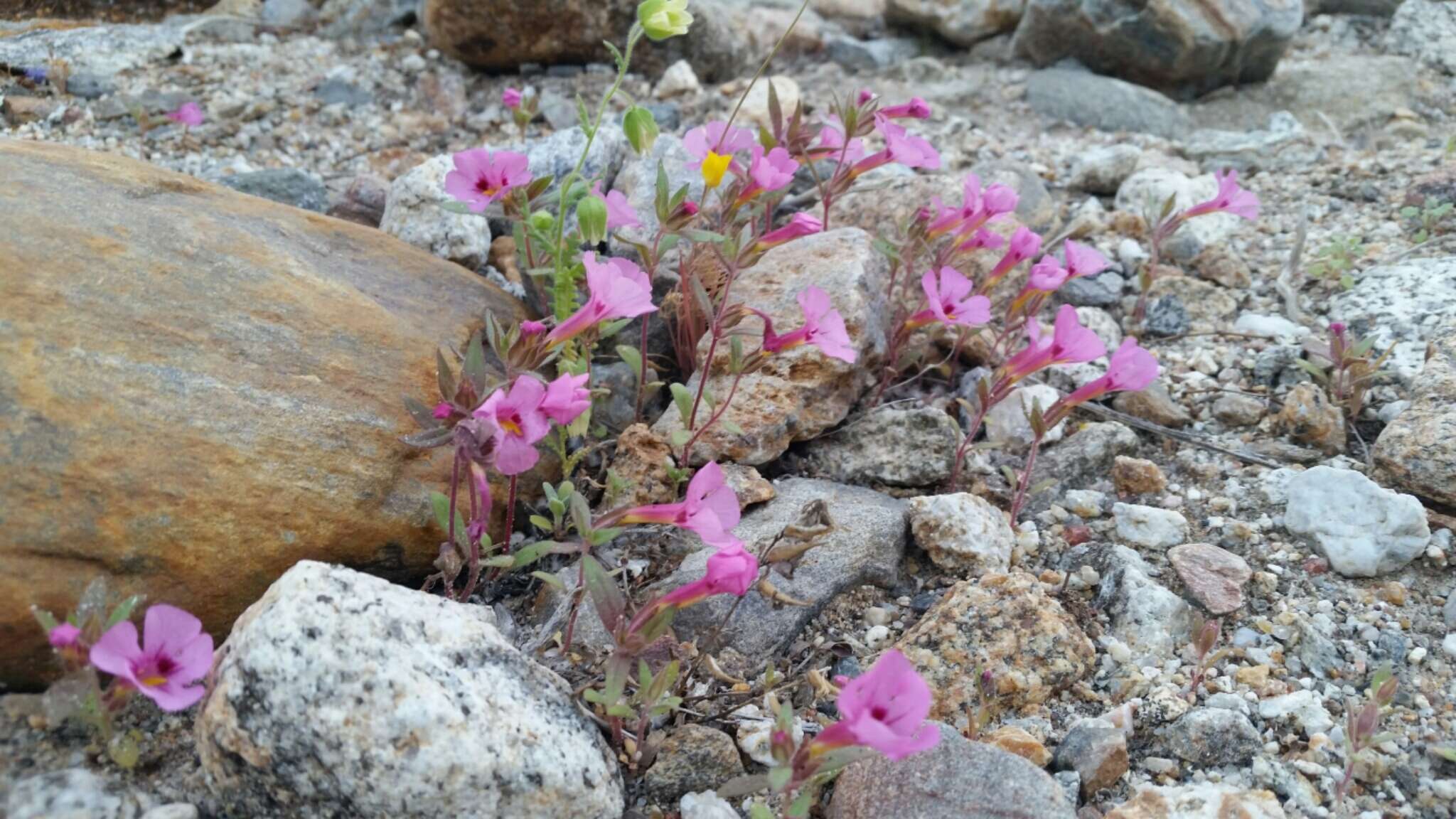 Image of Bigelow's monkeyflower