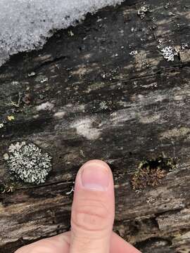 Image of tube lichen