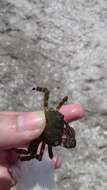 Image of marbled rock crab