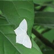 Image of Acropteris illiturata Warren