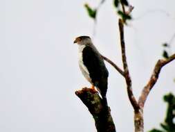 Image of Grey-bellied Goshawk