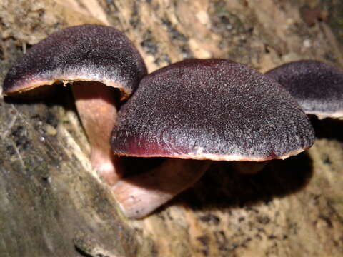 Image of Gymnopilus purpuratus (Cooke & Massee) Singer