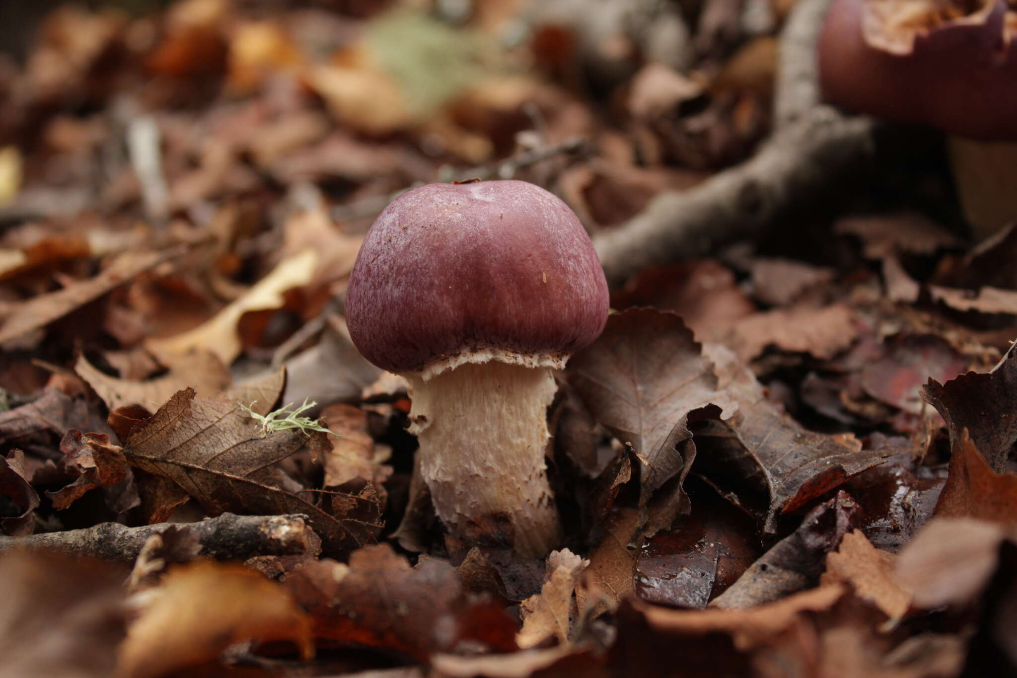 Image of Cortinarius lebre Garrido 1988