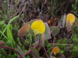 Image of <i>Rafnia acuminata</i>