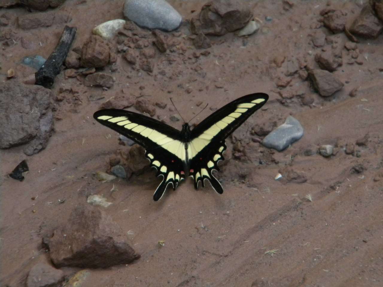 Plancia ëd Papilio lamarchei Staudinger 1892