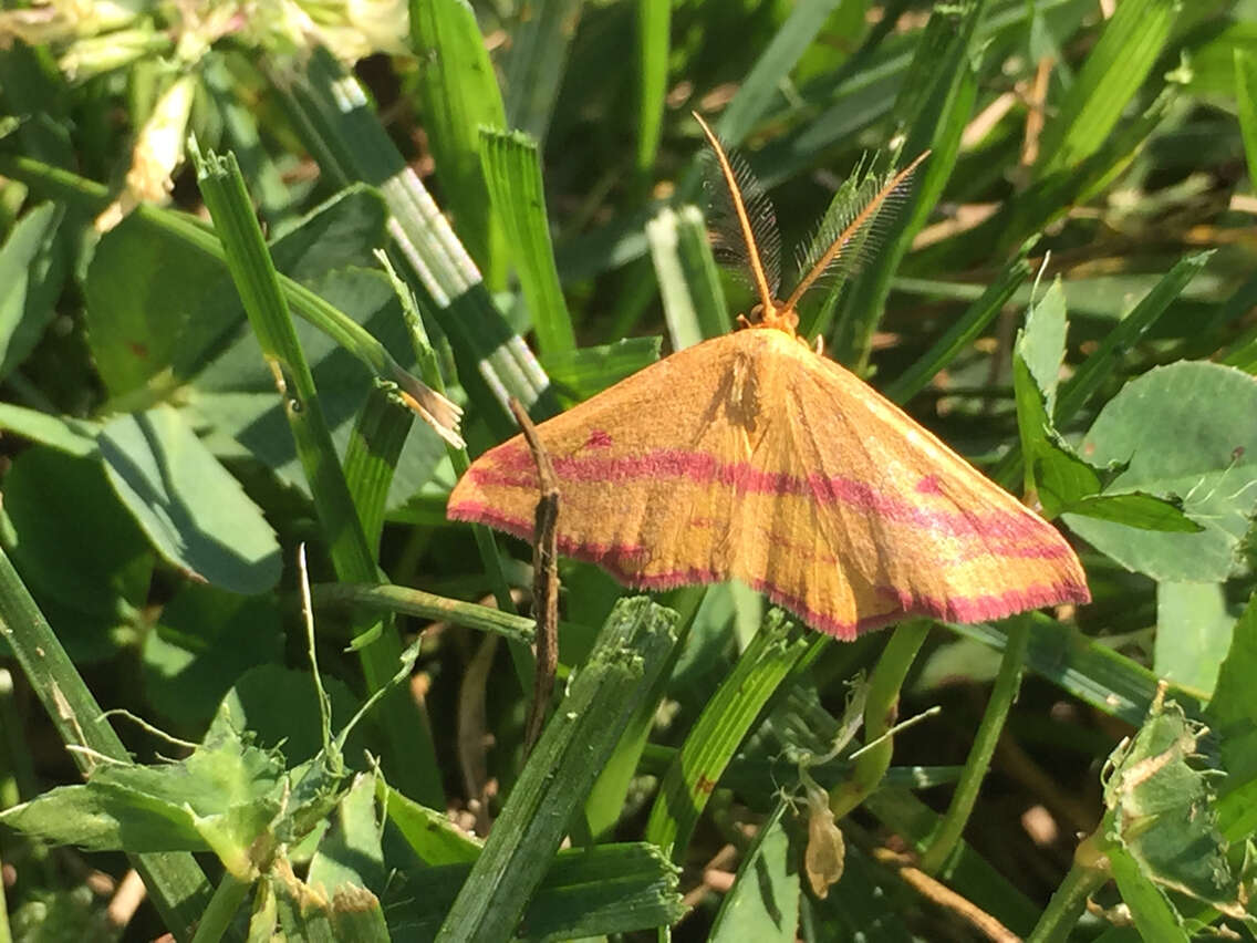 Plancia ëd Haematopis