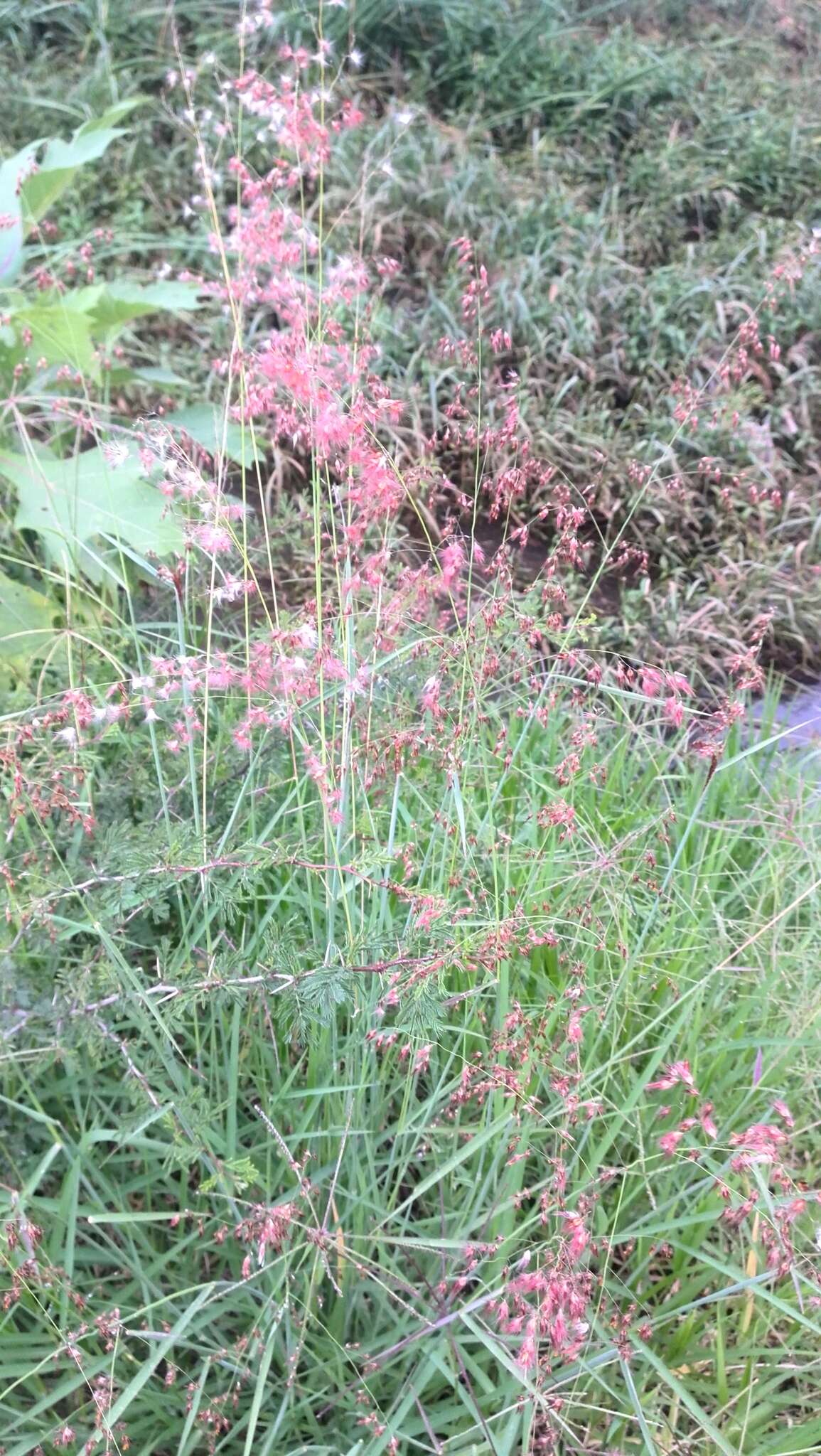 Image of Creeping Molasses Grass