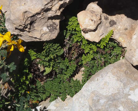 Plancia ëd Oeosporangium pteridioides subsp. acrosticum (Balb.) Fraser-Jenk. & Pariyar