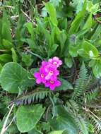 Primula parryi A. Gray resmi