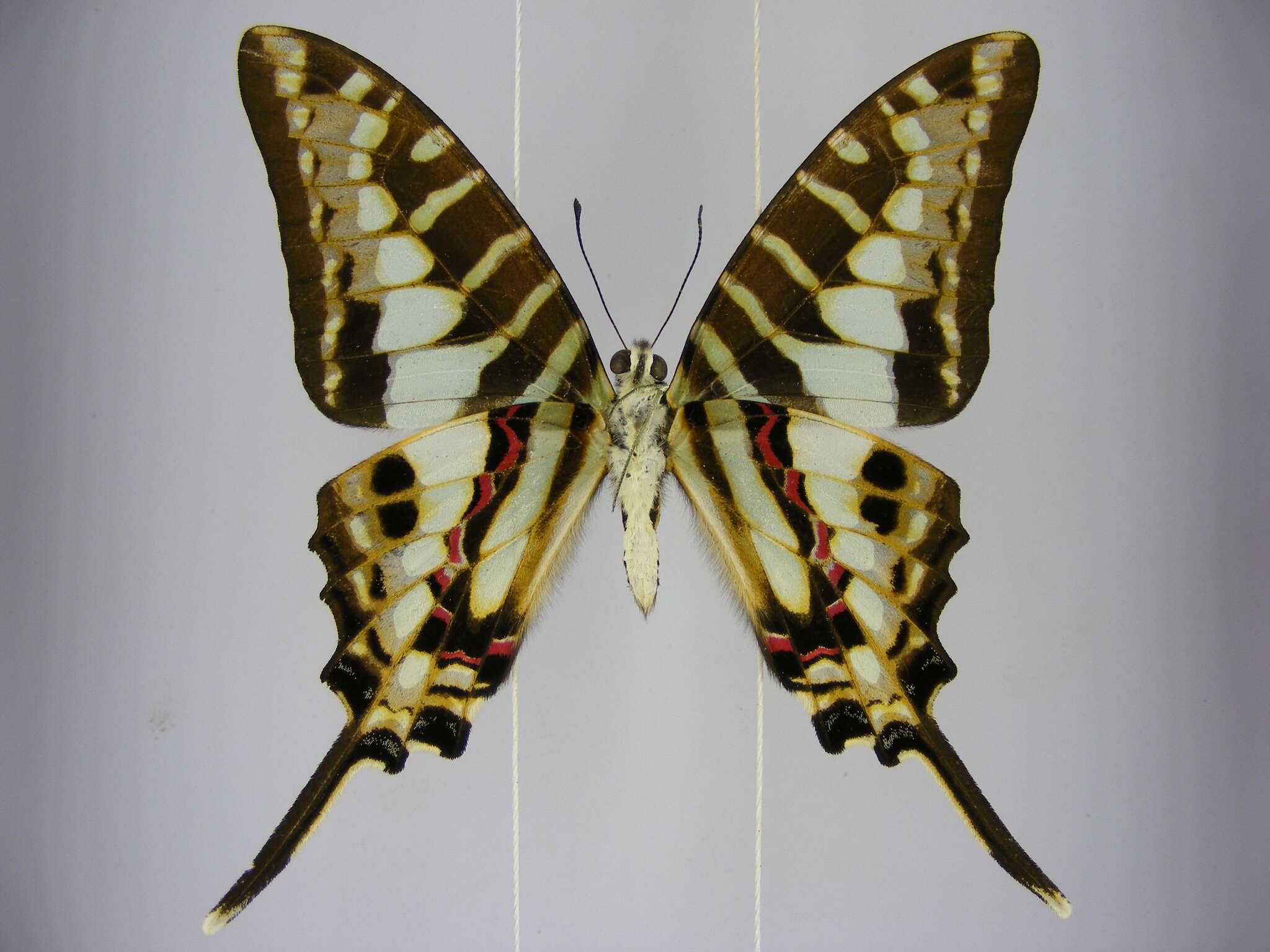 Image de Graphium policenes (Cramer (1775))