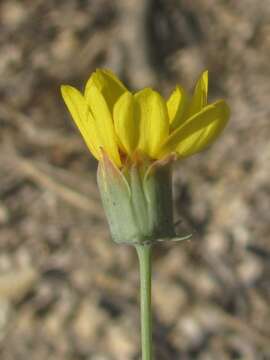 Image of Colorado greenthread