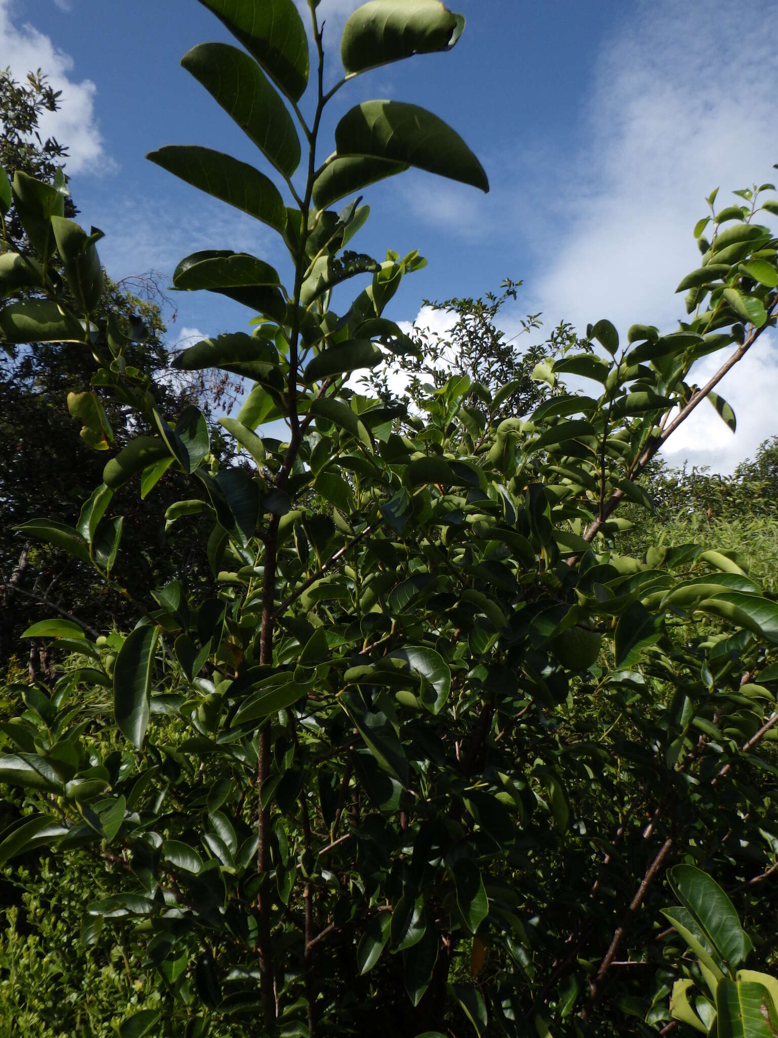 Слика од Annona glabra L.