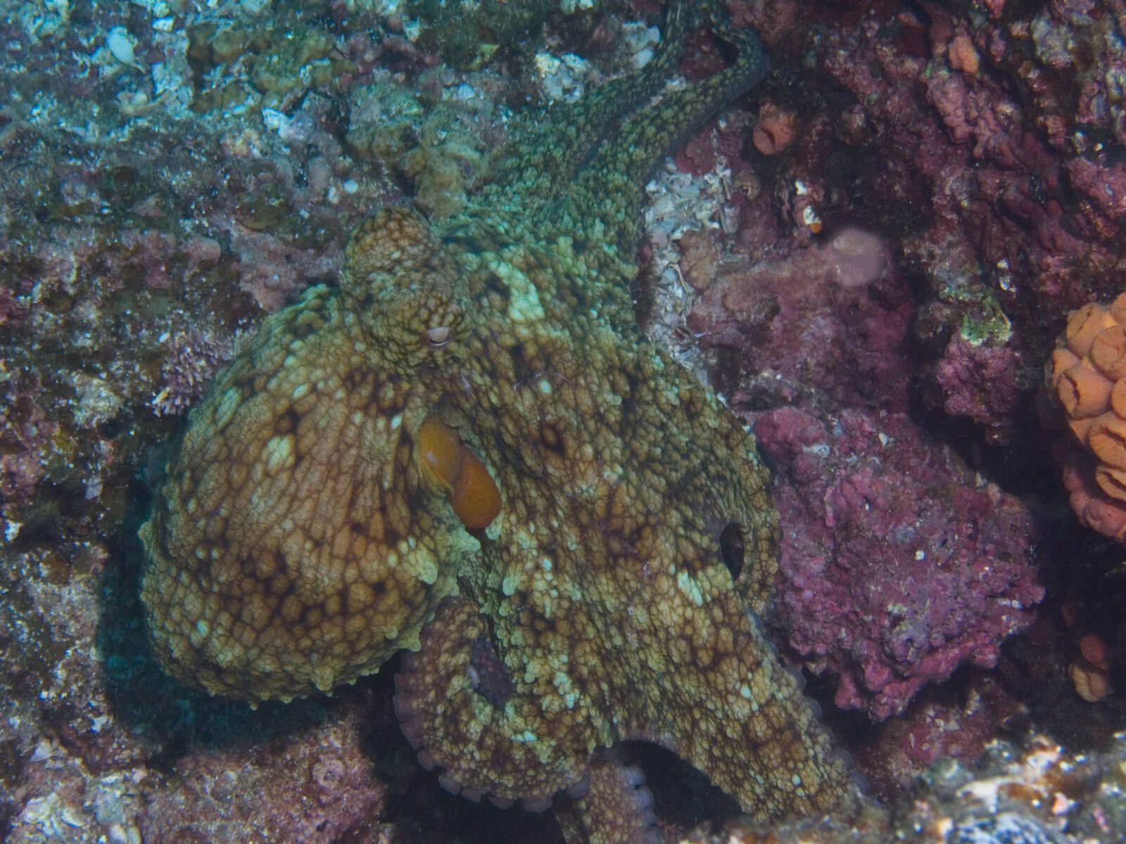 Image of Hubb's octopus