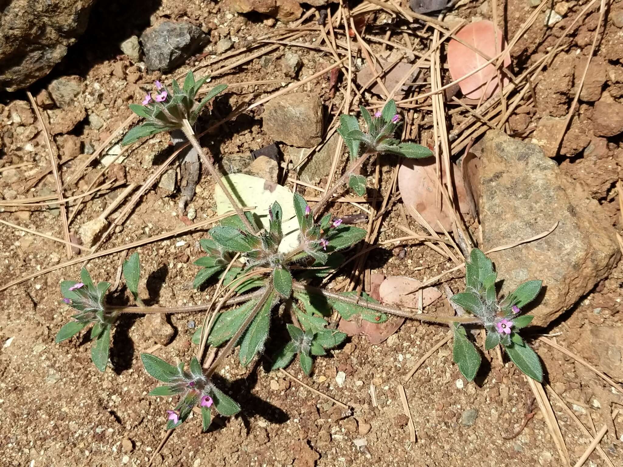 Image of serpentine collomia