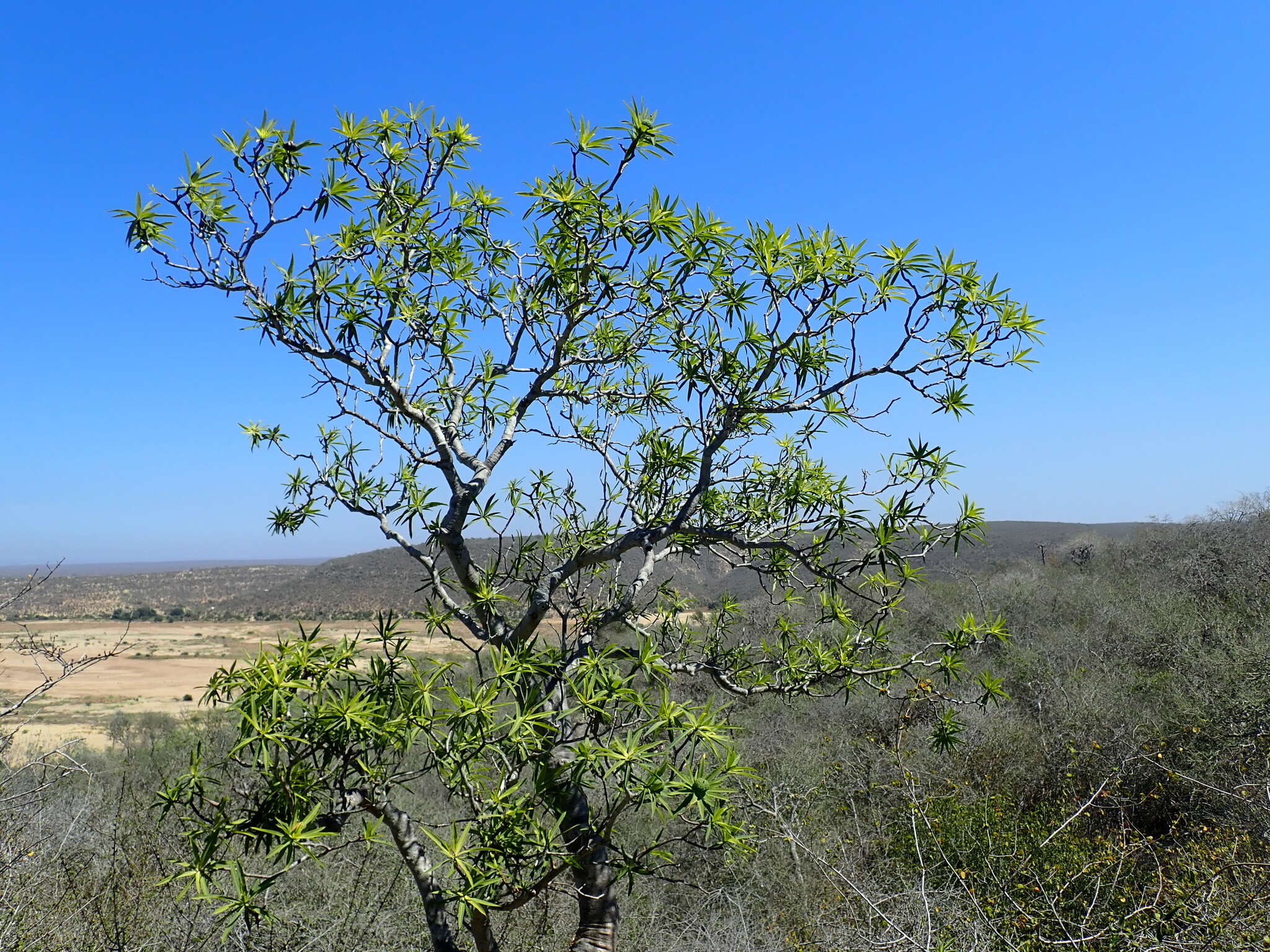 Euphorbia antso Denis resmi