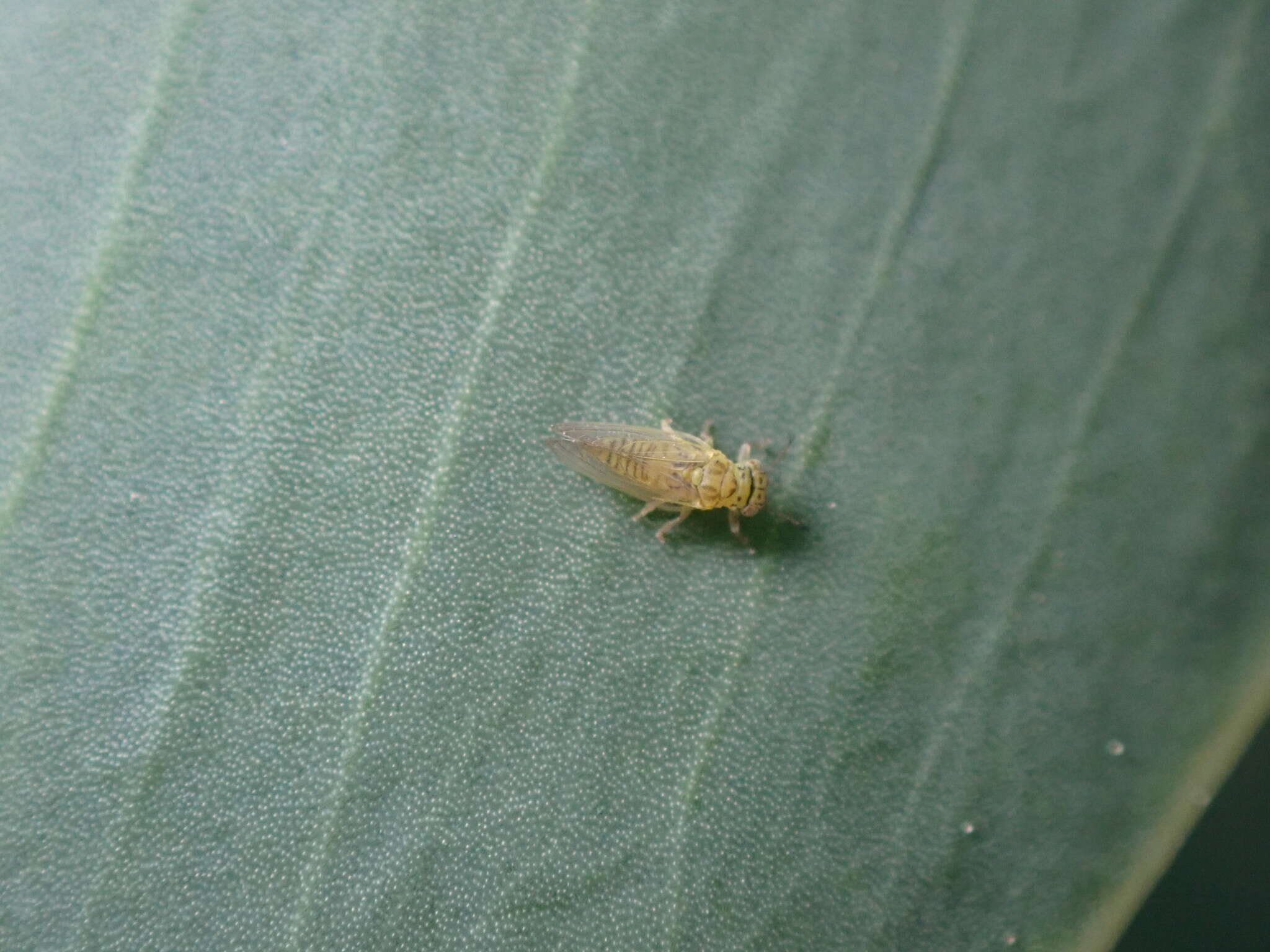 Image of Psyllid