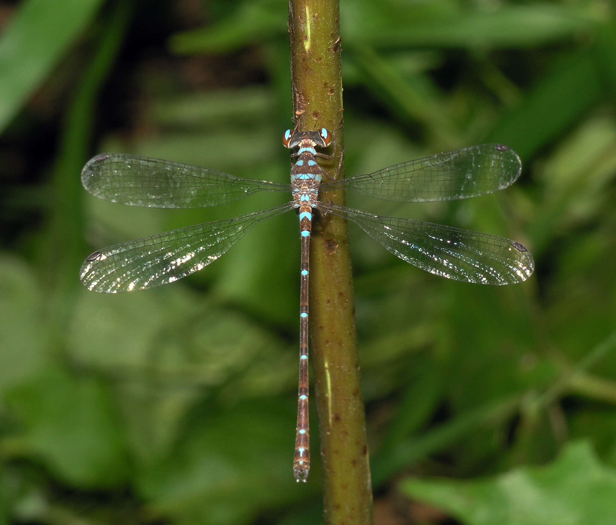 Image of Podolestes coomansi Lieftinck 1940