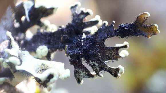 Image of sinuous hypotrachyna lichen