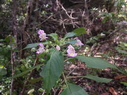 Image of Impatiens tuberosa H. Perrier