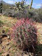 Image of Fire Barrel Cactus