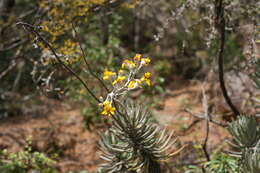 Image of Caputia pyramidata (DC.) B. Nord. & Pelser