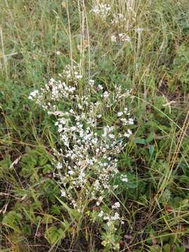 Image of Gypsophila altissima L.