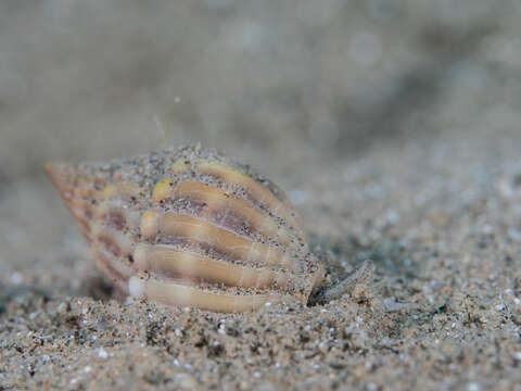 Imagem de Nassarius castus (Gould 1850)