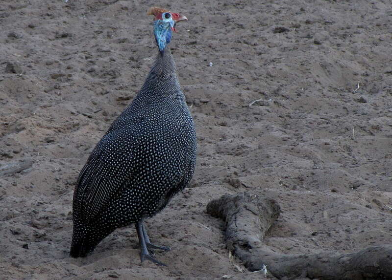 Image of Numida meleagris coronatus Gurney Sr 1868