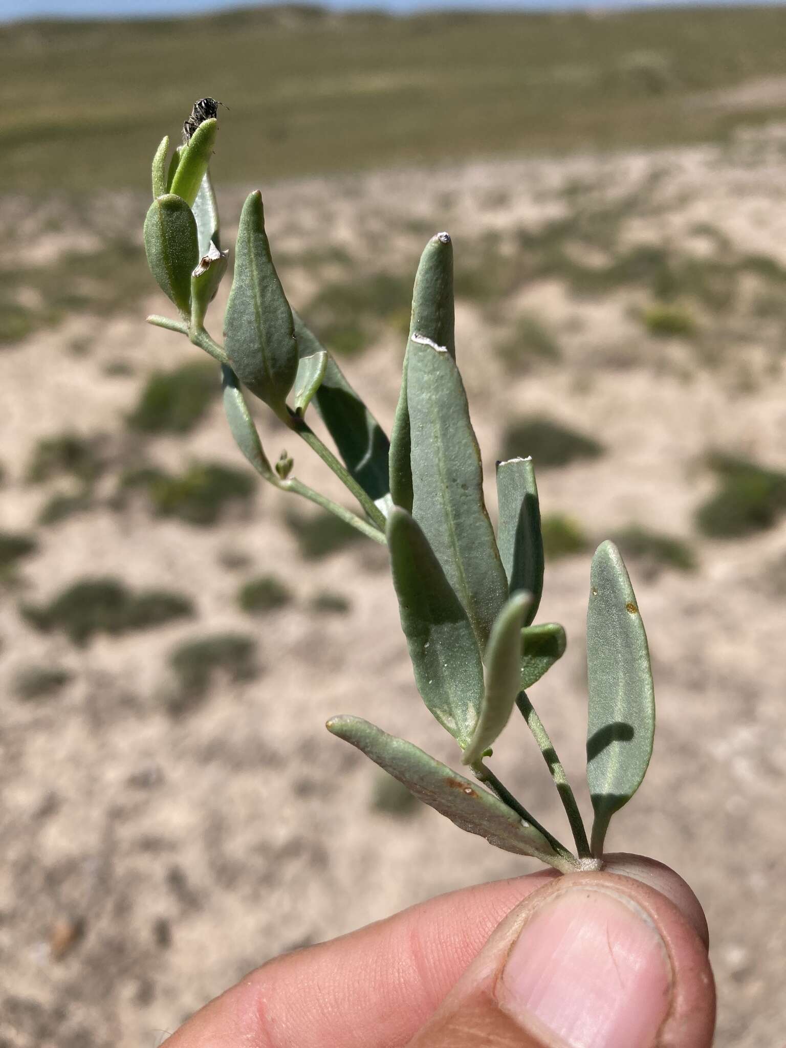 Acleisanthes lanceolata (Wooton) R. A. Levin resmi