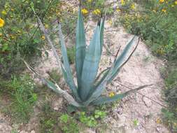 Agave americana var. oaxacensis Gentry resmi