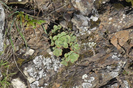 Image de Aeonium haworthii Salm-Dyck ex Webb & Berth.