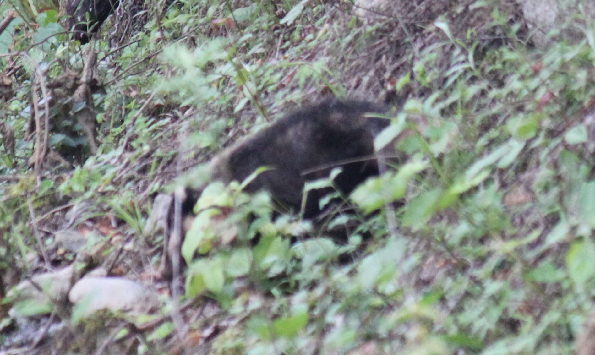 Image of Northern Hog Badger